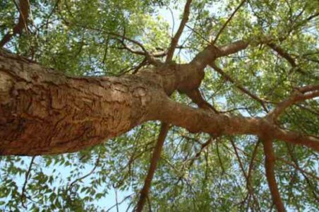 The Benefits of Neem Oil for the Garden